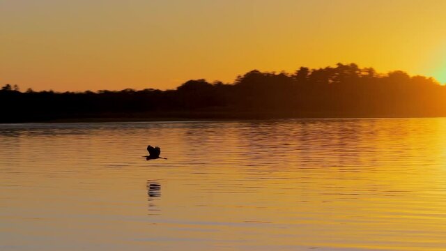 Great Blue Heron, Ardea herodias, in silhouette at sunset, flying low over a beautiful lake in northern Minnesota.