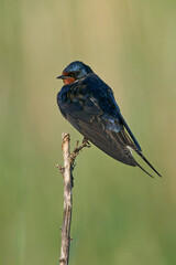 Barn swallow (Hirundo rustica)