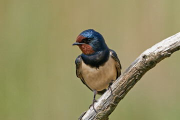 Barn swallow (Hirundo rustica)