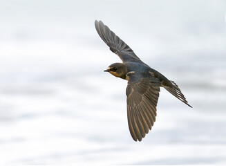 Barn swallow (Hirundo rustica)