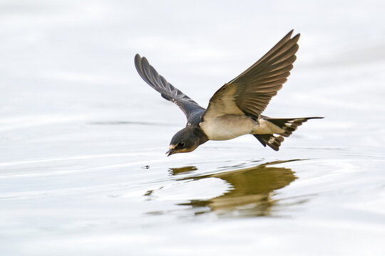 Barn swallow (Hirundo rustica)