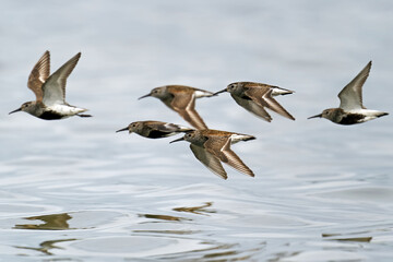 Dunlin (Calidris alpina)
