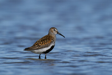 Dunlin (Calidris alpina)