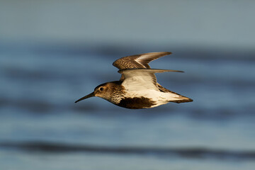 Dunlin (Calidris alpina)