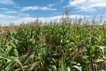 Fototapeta premium field of corn