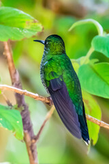 Green Violet-ear hummingbird (Colibri thalassinus) in flight isolated on a green background in Costa Rica
