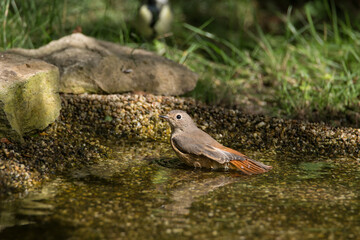 Gartenrotschwanz im Bad