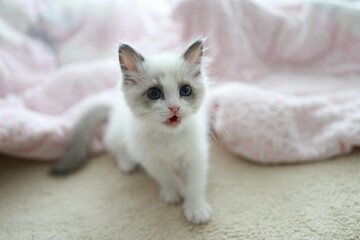 Fototapeta na wymiar 푸른눈을 가진 귀여운 랙돌 새끼 고양이