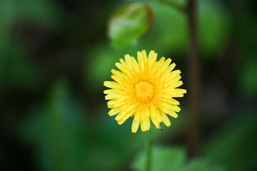 yellow dandelion flower