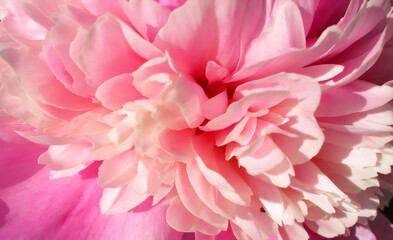 Obraz na płótnie Canvas a little blurry pink flowers peonies close-up