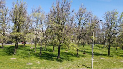 apple orchard in spring