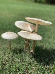 parasol mushrooms in green grass