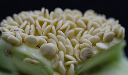 Capsicum seed of micro shoot