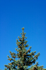 pine with cones against the blue sky