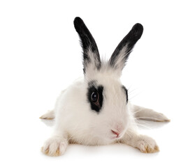 English Spot rabbit