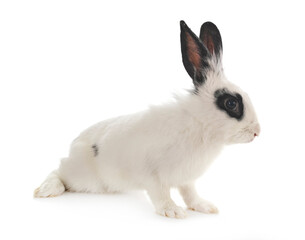 English Spot rabbit