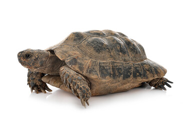 Greek tortoise in studio