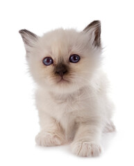birman kitten in studio