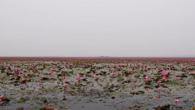 Udon Thani,Thailand-January 24, 2020: Red Lotus Lake or Talay Bua Daeng in Udon Thani, Thailand
