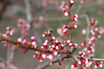 A honey bee pollinates a pink cherry blossom. Copy space - concept of spring, nature, flowering tree, beautiful postcard, cover