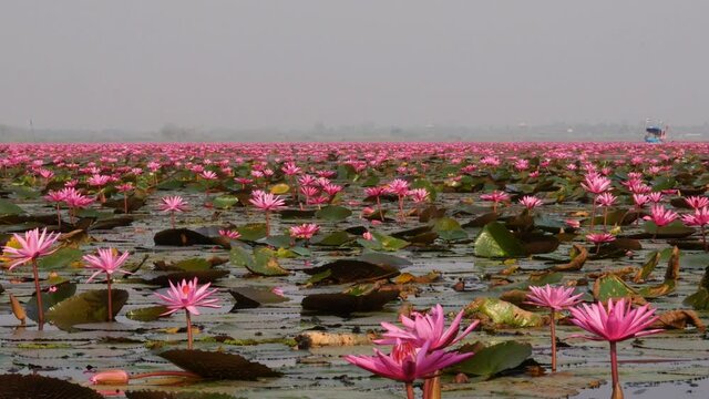 Udon Thani,Thailand-January 22, 2020: Red Lotus Lake or Talay Bua Daeng in Udon Thani, Thailand
