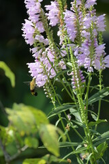 オオスカシバと花虎の尾