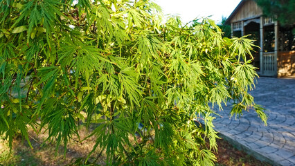 Graceful carved green maple leaves. Close-up. Seeds are visible among the foliage. The background is a path in the park.