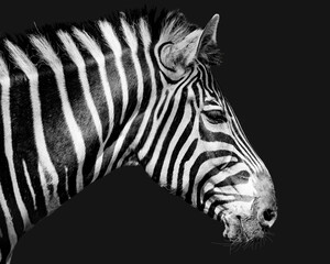 Fototapeta na wymiar Zebra Porträt