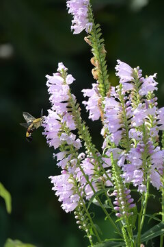 171 件の最適な 花虎の尾 画像 ストック写真 ベクター Adobe Stock
