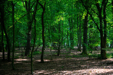 Fototapeta na wymiar green trees in the forest behind the farm