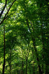 green trees in the forest behind the farm