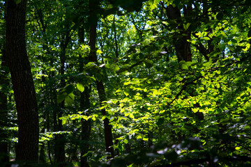 Fototapeta premium green trees in the forest behind the farm