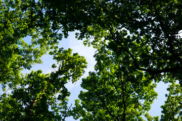 green trees in the forest behind the farm