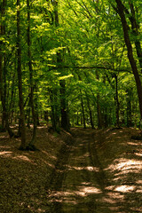 green trees in the forest behind the farm