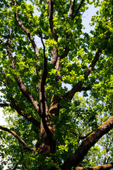 green trees in the forest behind the farm