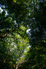 green trees in the forest behind the farm