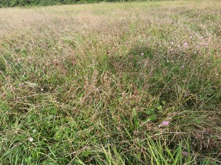 field of grass
