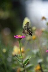 アゲハチョウと百日草の花