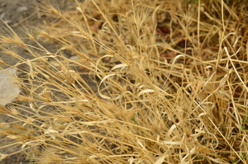 Wheat spikelets field. Beautiful picture for a postcard.