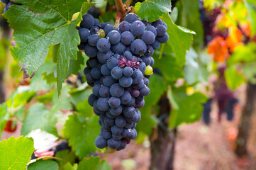 Trauben im Spätsommer im Elsass