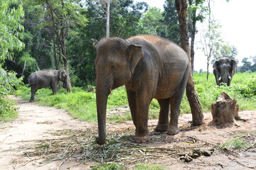 Naklejka premium Ban Chang Ban Ta Klang, tourists see the way of life Of people in the community and elephants Including traditions and cultures between people and elephants at Baan Ta Klang, Surin Province, Thailand
