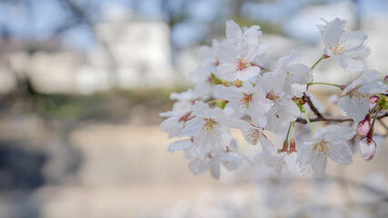 兵庫県 西宮市 さくら夙川