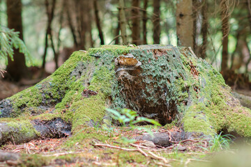  View of old tree stump covered with moss with  blurred forest background