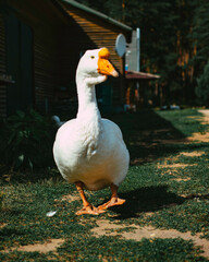 goose, pride, to pinch, village vacation