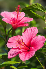 Pink Hibiscus