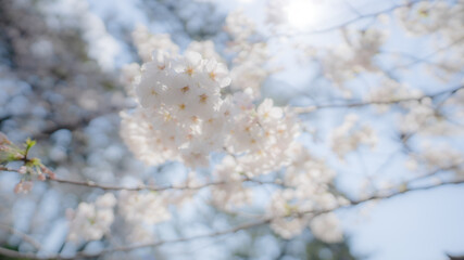 兵庫県 西宮市 さくら夙川