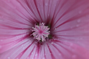 Obraz premium A close up of a flower