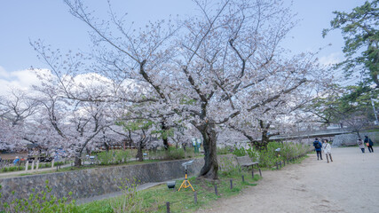 兵庫県 西宮市 さくら夙川