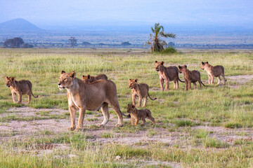 africa safari kenya and tanzania