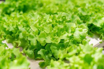 Organic hydroponic vegetable cultivation farm. Agriculture and food concept. Close up